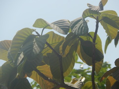 Dipterocarpus