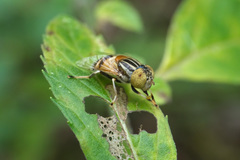 Eristalinus quinquestriatus