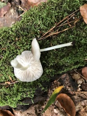 Willow mushroom (Pluteus salicinus)