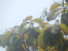 Dipterocarpus