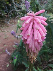 Veltheimia