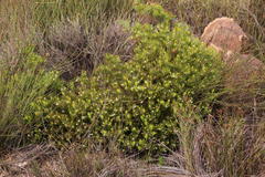 Serruria inconspicua