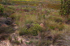 Serruria inconspicua