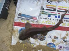 Haploblepharus fuscus