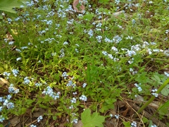 Myosotis krylovii