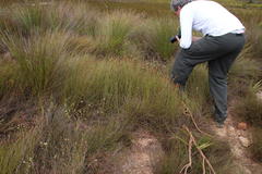 Serruria deluvialis