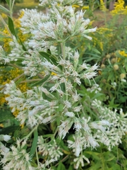 Eupatorium altissimum