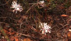 Serruria deluvialis