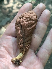 Clavariadelphus americanus