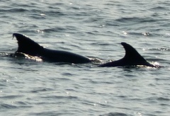 Delphininae