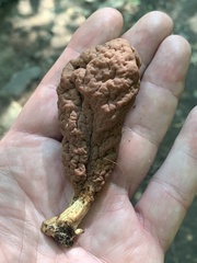 Clavariadelphus americanus