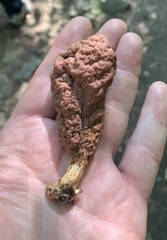 Clavariadelphus americanus