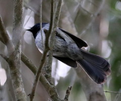 Trochocercus cyanomelas