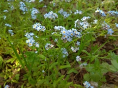 Myosotis krylovii