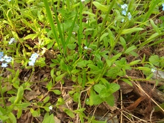 Myosotis krylovii