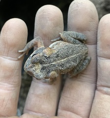 Incilius marmoreus