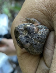 Incilius marmoreus