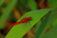 Rhodothemis rufa