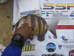 Diplodus hottentotus