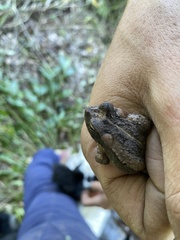 Incilius marmoreus