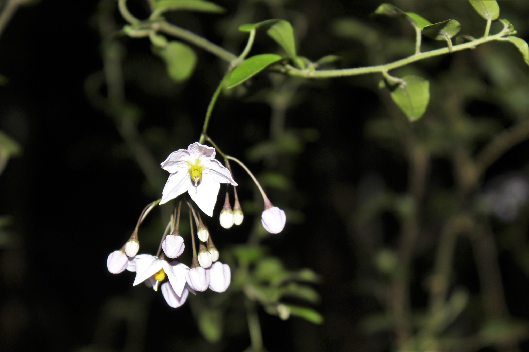 Solanum laxum
