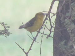 Ploceus intermedius cabanisii