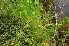 Cyperus melanospermus