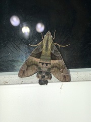 Macroglossum divergens