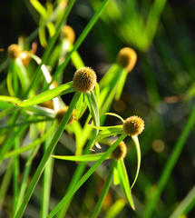 Cyperus melanospermus