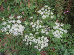Pleurospermum austriacum