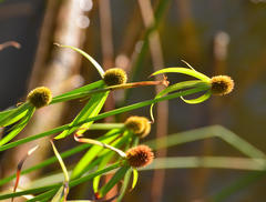 Cyperus melanospermus