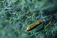 Scrobipalpa ocellatella