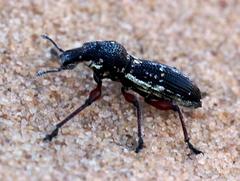 Leptostethus viridicollis