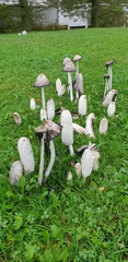 Coprinus comatus