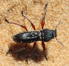 Leptostethus viridicollis