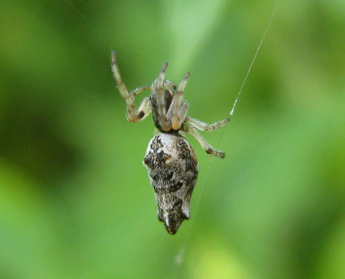 Oculate Garbage-line Web Spider