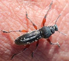 Leptostethus viridicollis