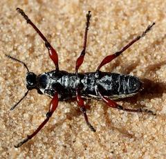 Leptostethus viridicollis