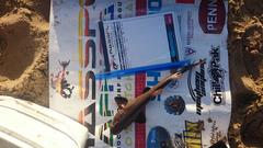 Haploblepharus fuscus