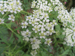 Pleurospermum austriacum