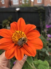 Bombus