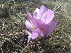 Colchicum bulbocodium versicolor
