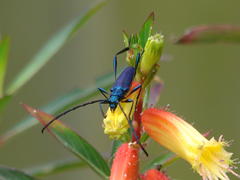 Litopus latipes violaceus