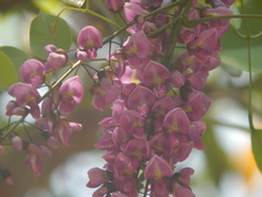 Millettia