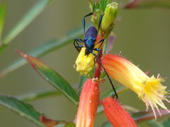 Litopus latipes violaceus