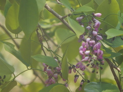 Millettia