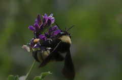 Bombus pensylvanicus