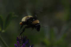 Bombus pensylvanicus