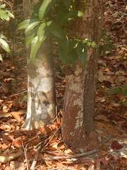 Millettia