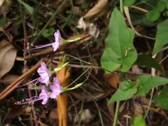 Commicarpus chinensis